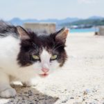 沖縄・瀬底島のアンチ浜は人懐っこい地域猫がかわいすぎてシュノーケルどころではない